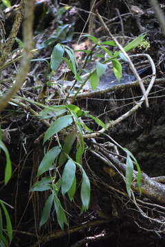 Image of Epidendrum veroscriptum Hágsater