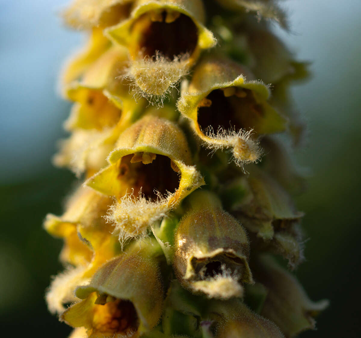 Imagem de Digitalis ferruginea subsp. schischkinii (Ivan.) Werner