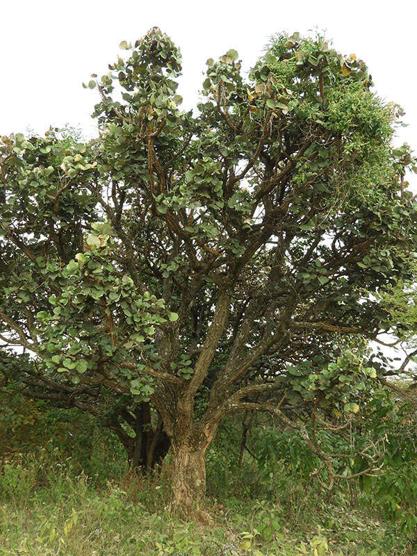 Imagem de Erythrina abyssinica DC.