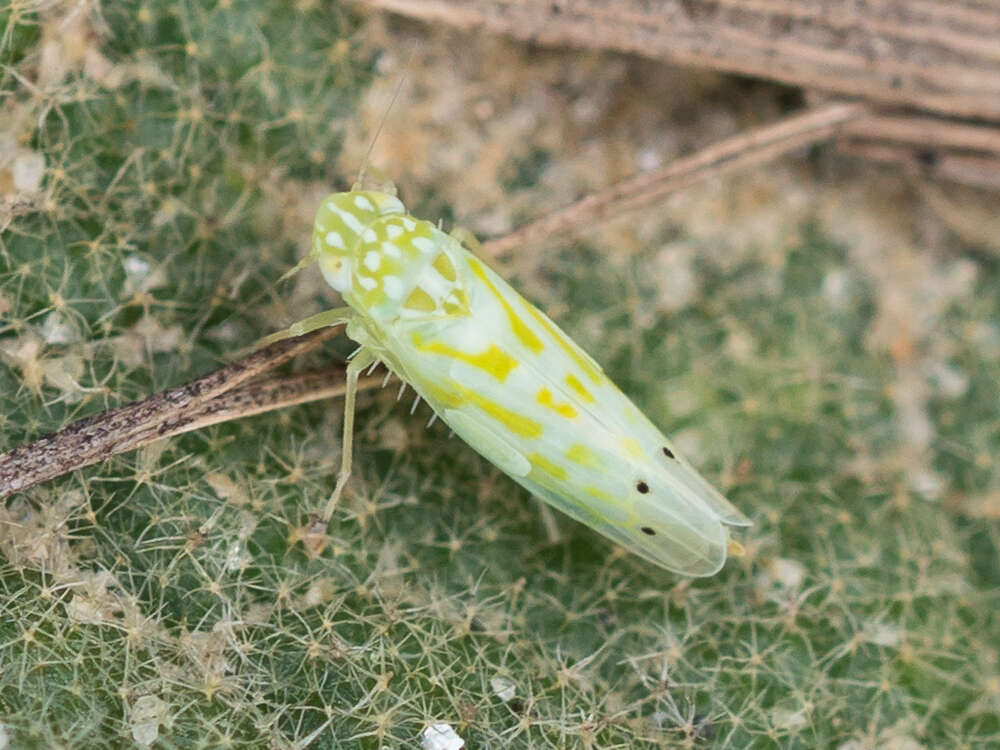 Image of Micantulina (Anufrieviola) stigmatipennis (Mulsant & Rey 1855)