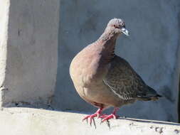 Image of Picazuro Pigeon