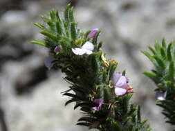 Image of Muraltia thunbergii Eckl. & Zeyh.