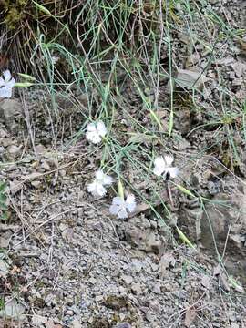 Plancia ëd Dianthus fragrans Bieb.