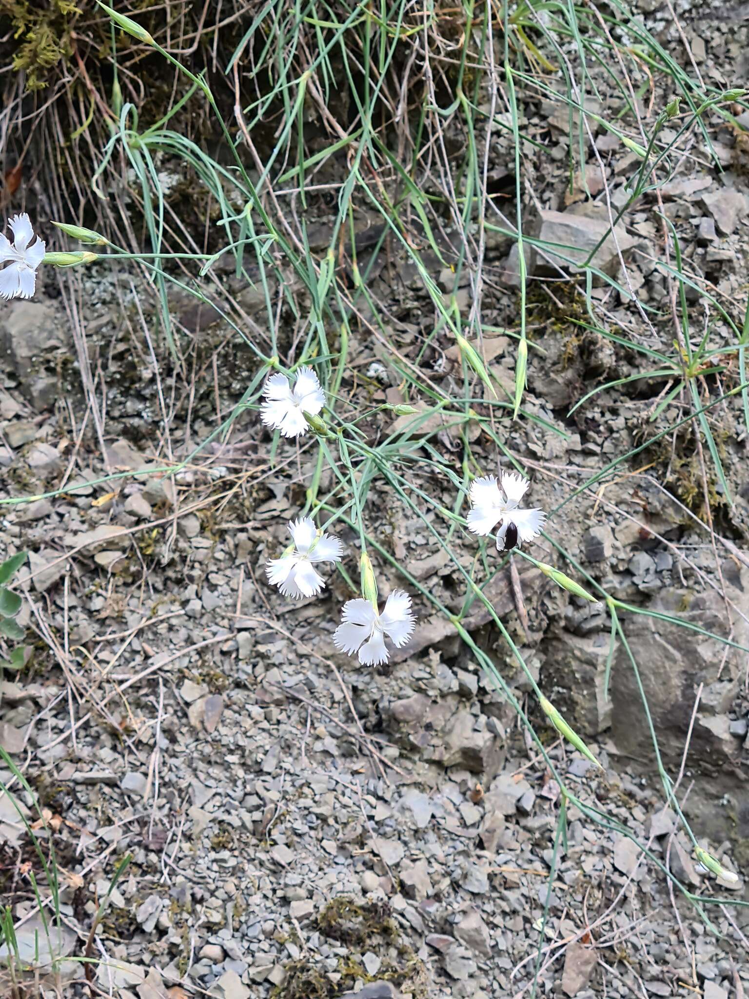 Plancia ëd Dianthus fragrans Bieb.