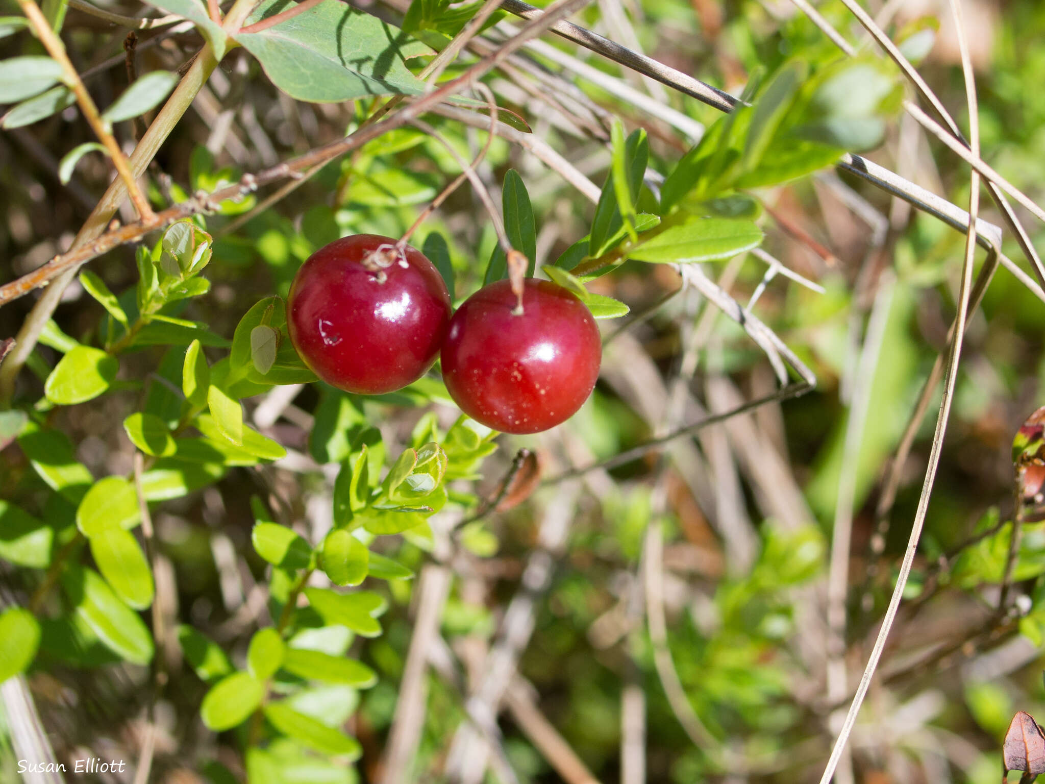 Sivun Vaccinium macrocarpum Aiton kuva