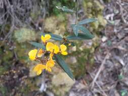 Image of Oxylobium arborescens R. Br.