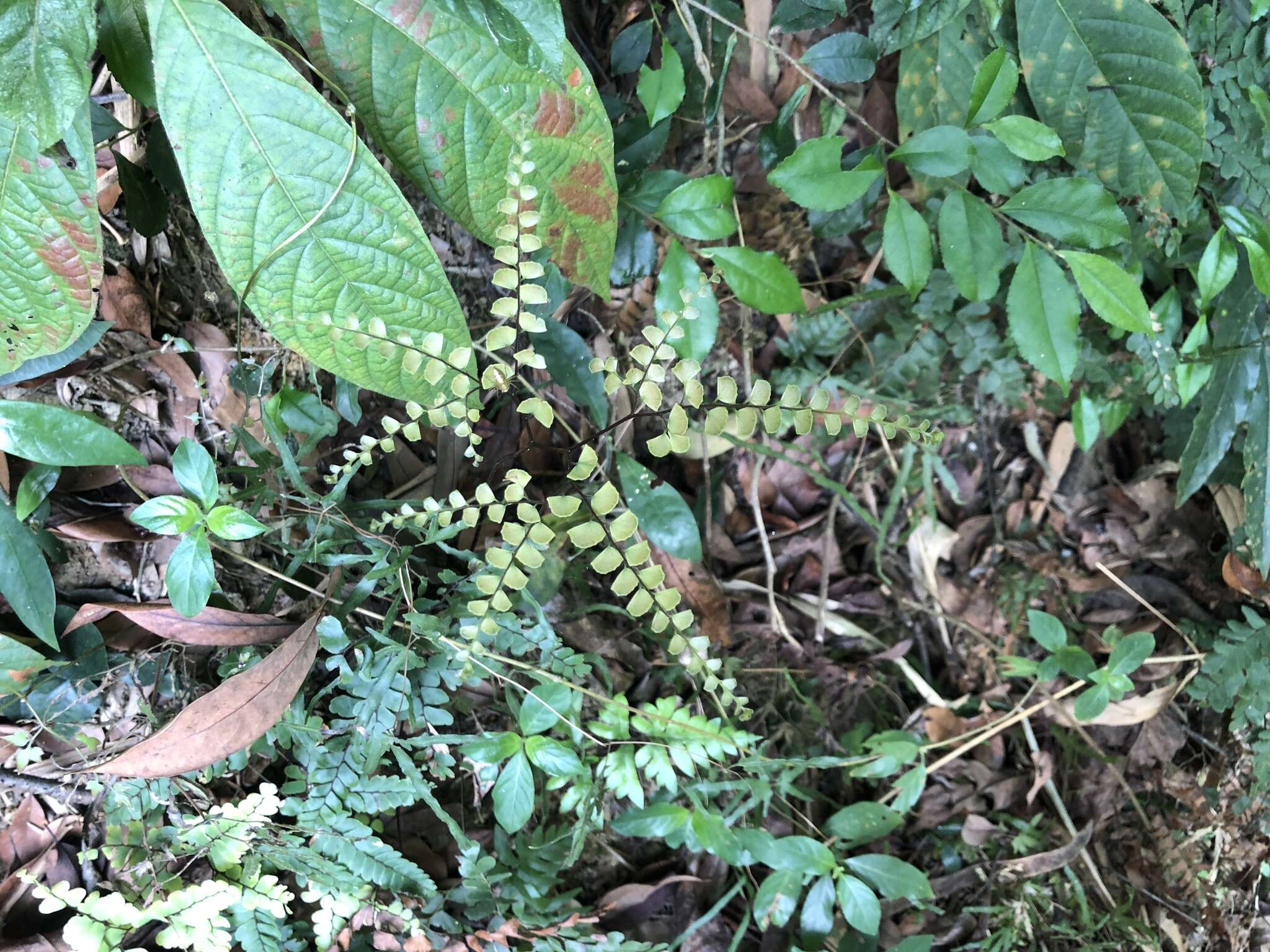 Adiantum flabellulatum L.的圖片