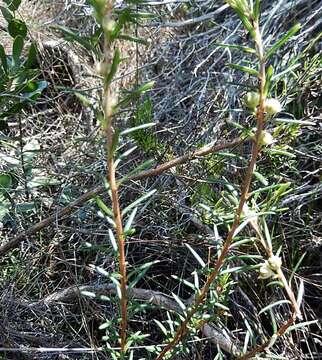 Image of Clutia ericoides Thunb.