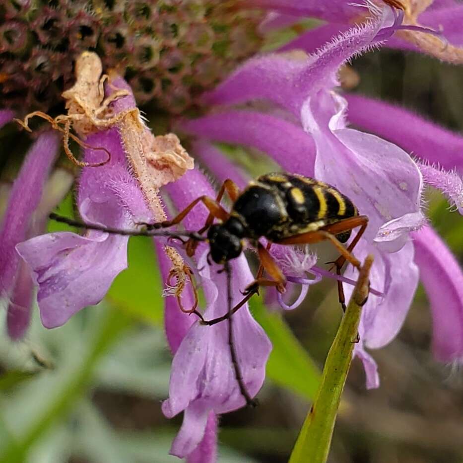 Imagem de Typocerus sparsus Le Conte 1878