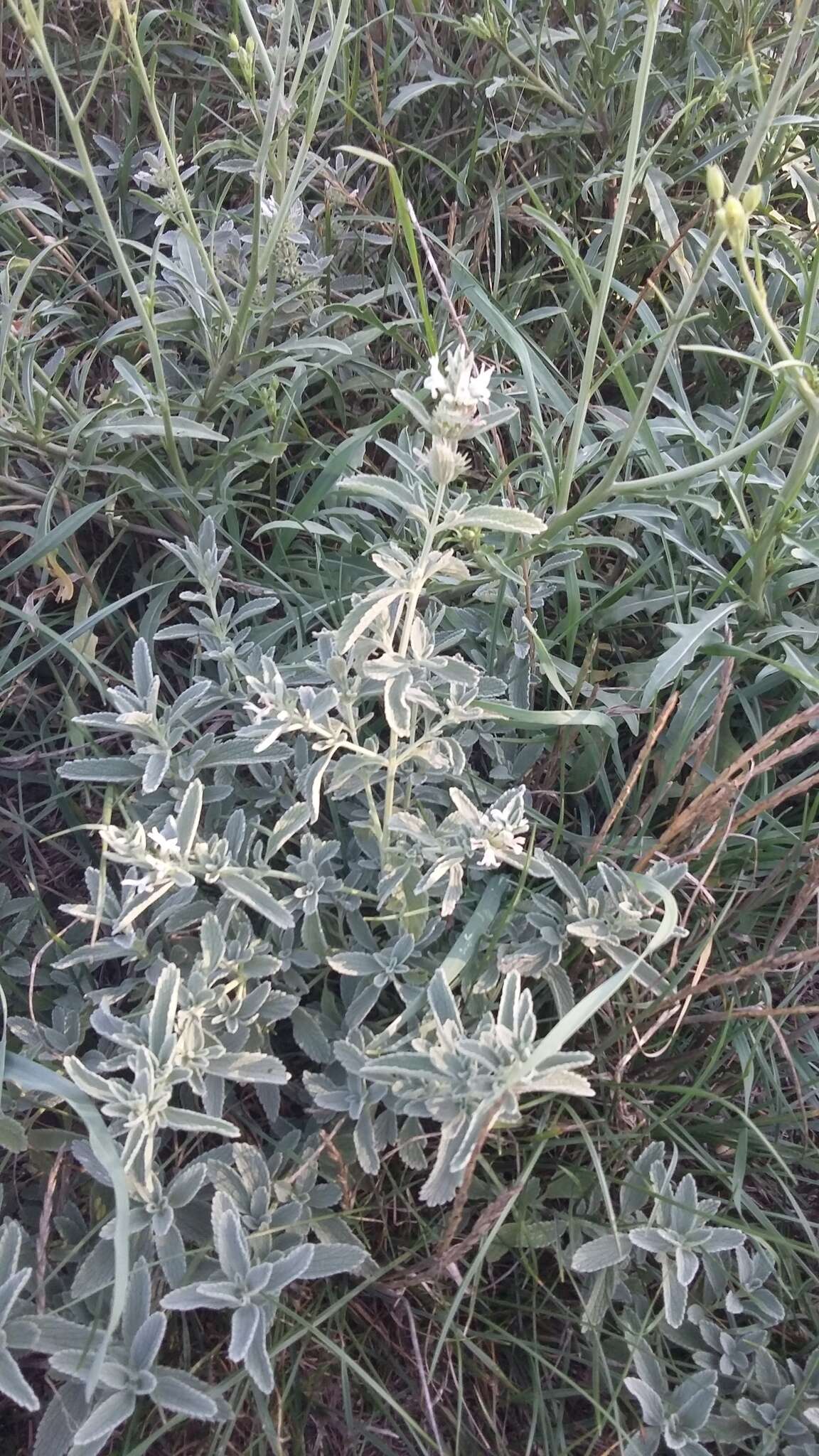 Image of horehound