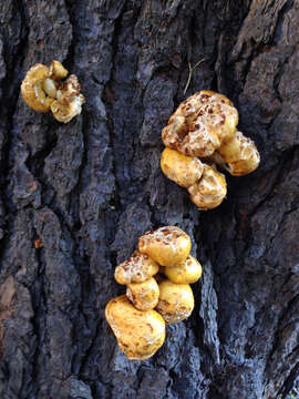 Image of Pholiota aurivella (Batsch) P. Kumm. 1871