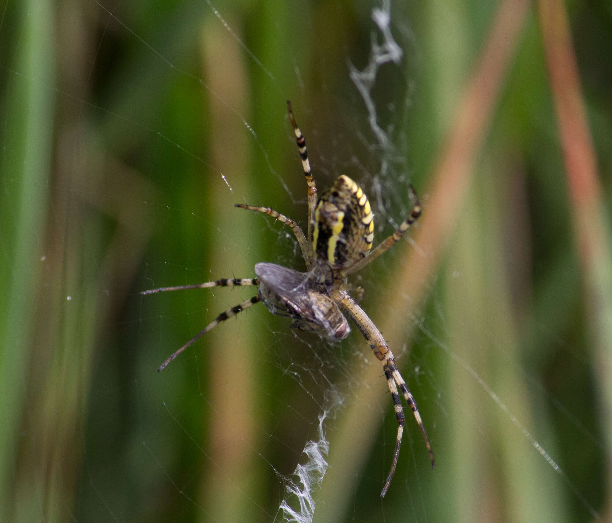 Imagem de Argiope bruennichi (Scopoli 1772)