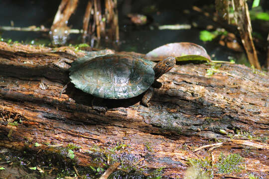 Image of Oldham’s Leaf Turtle