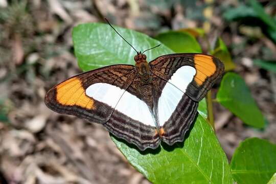 Image of Adelpha thoasa