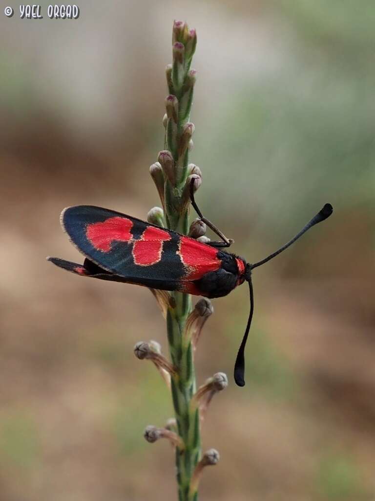 Image of Zygaena olivieri Boisduval 1828