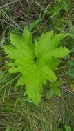 Image of arctic sweet coltsfoot