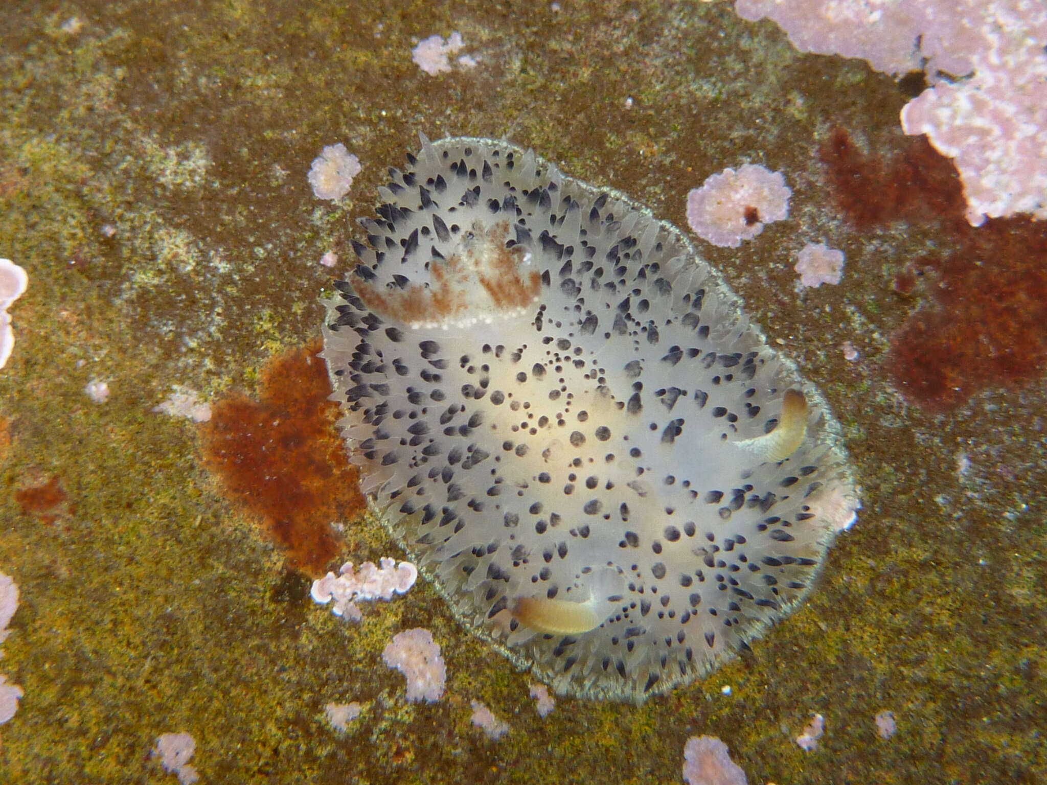 Image of Black and White Dorid