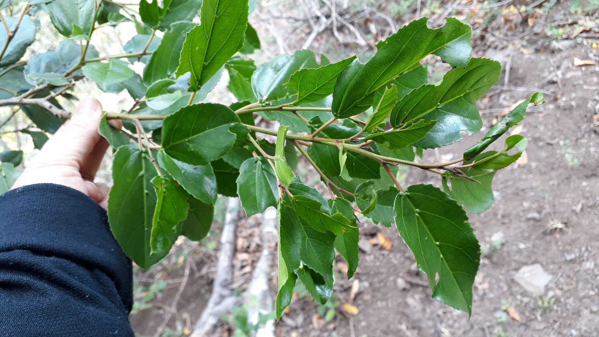 Rhamnus glandulosa Ait. resmi