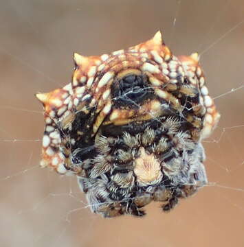 Image of Isoxya mossamedensis Benoit 1962