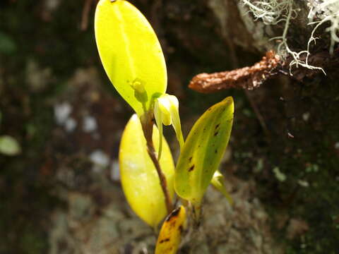 Image of Pleurothallopsis microptera (Schltr.) Pridgeon & M. W. Chase