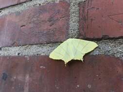 Image of swallow-tailed moth