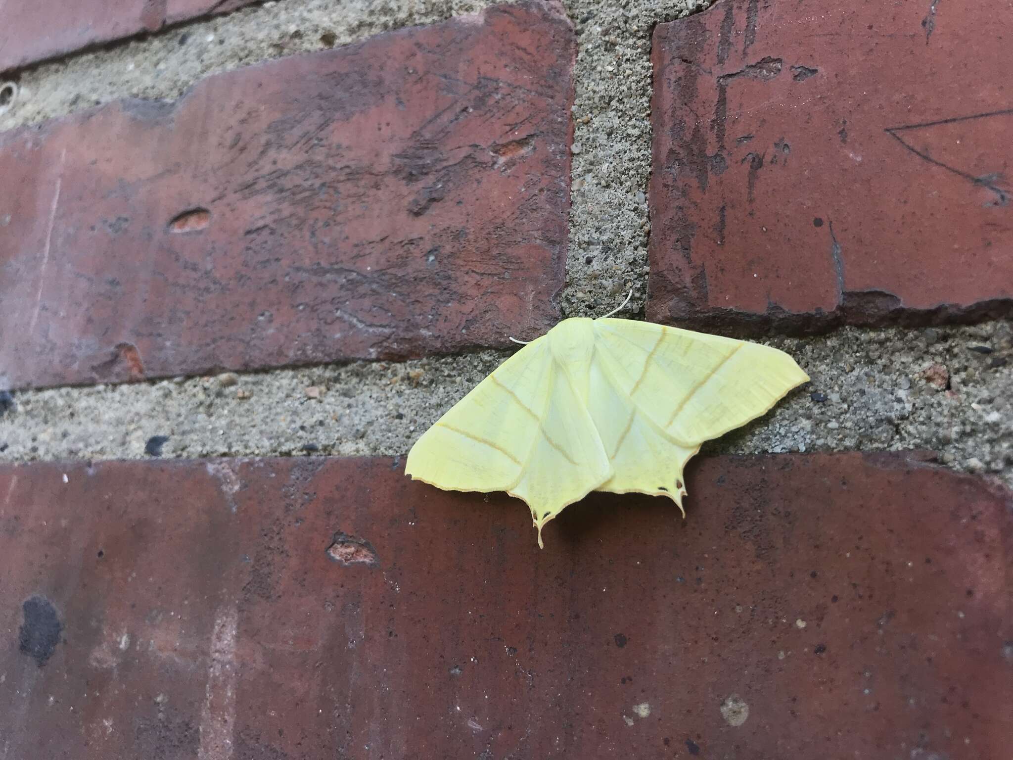 Image of swallow-tailed moth