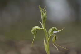 Image of Pterostylis ciliata M. A. Clem. & D. L. Jones