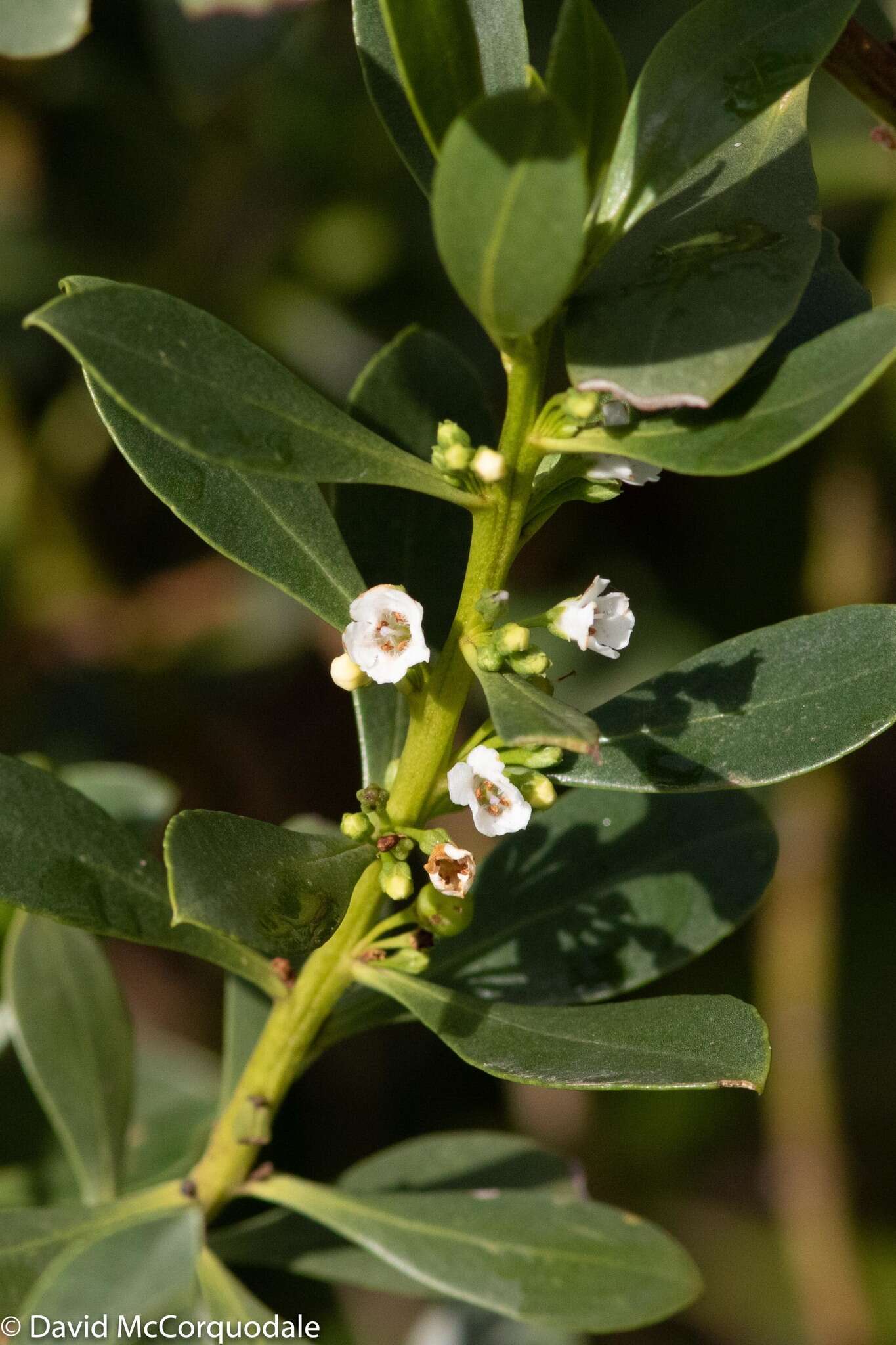 Myoporum insulare R. Br. resmi