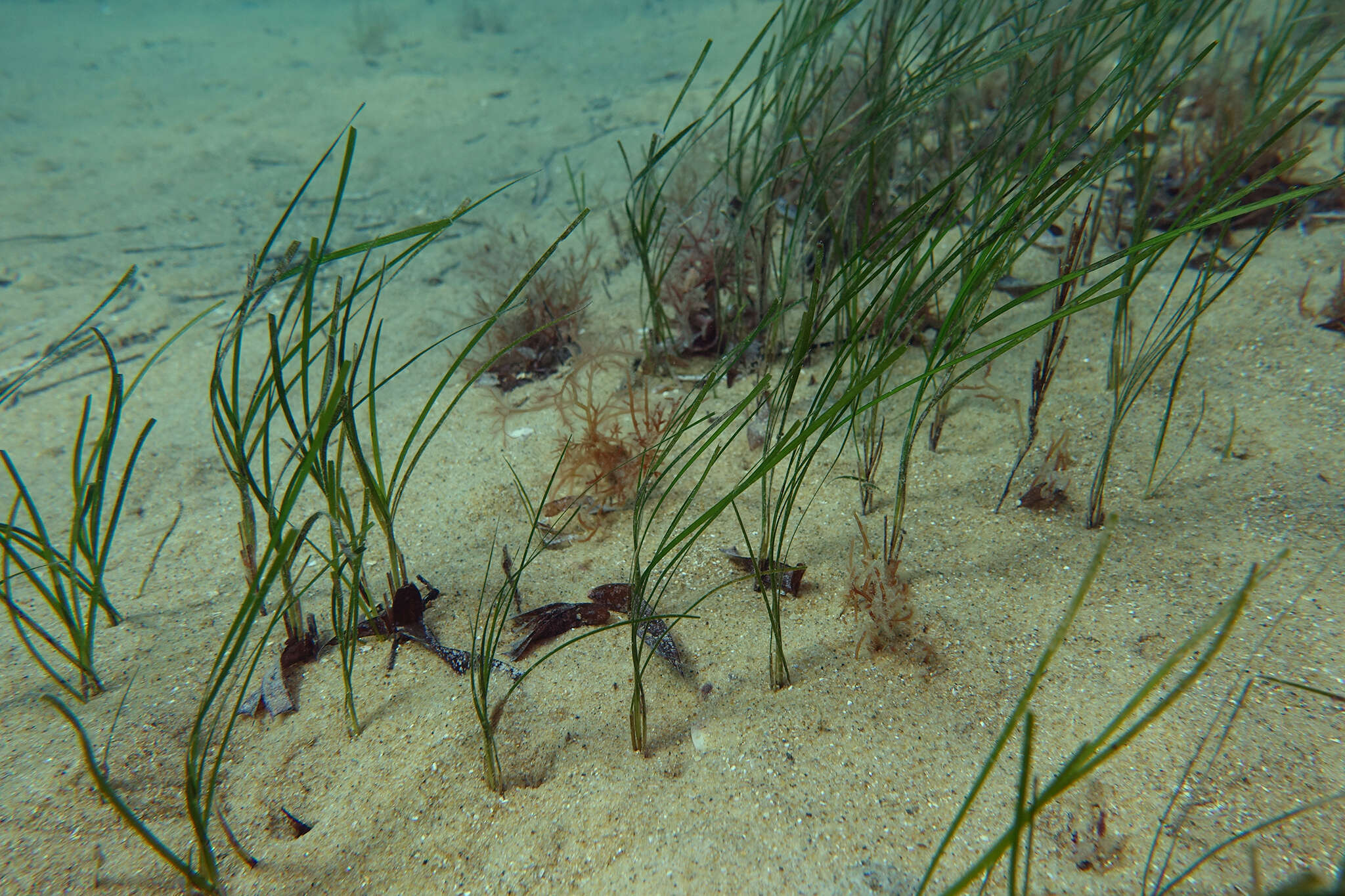 Image of Zostera nigricaulis (J. Kuo) S. W. L. Jacobs & Les