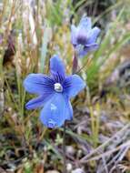 Image of Veined sun orchid