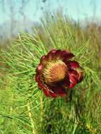 Image of Protea pityphylla Phillips