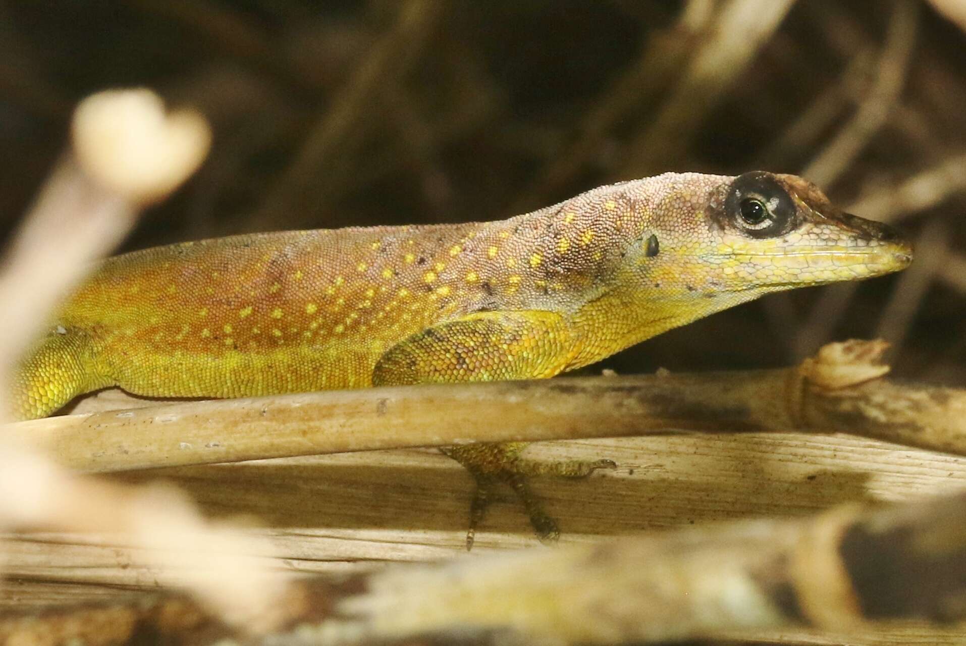 Image of Barbados anole