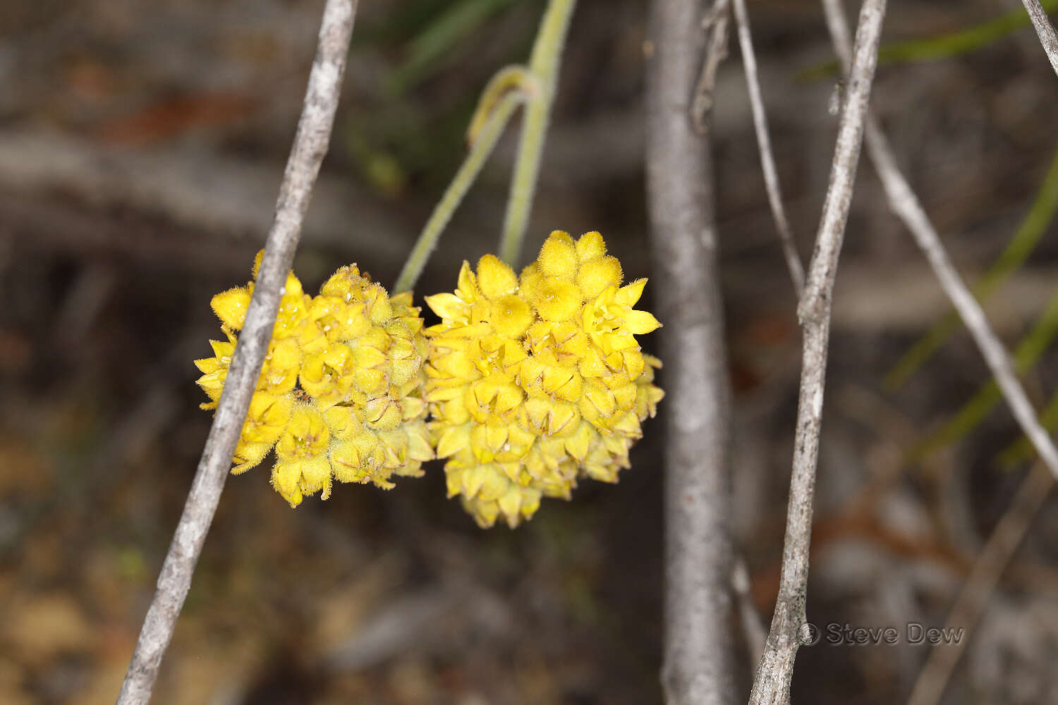 Image of Conostylis candicans Endl.