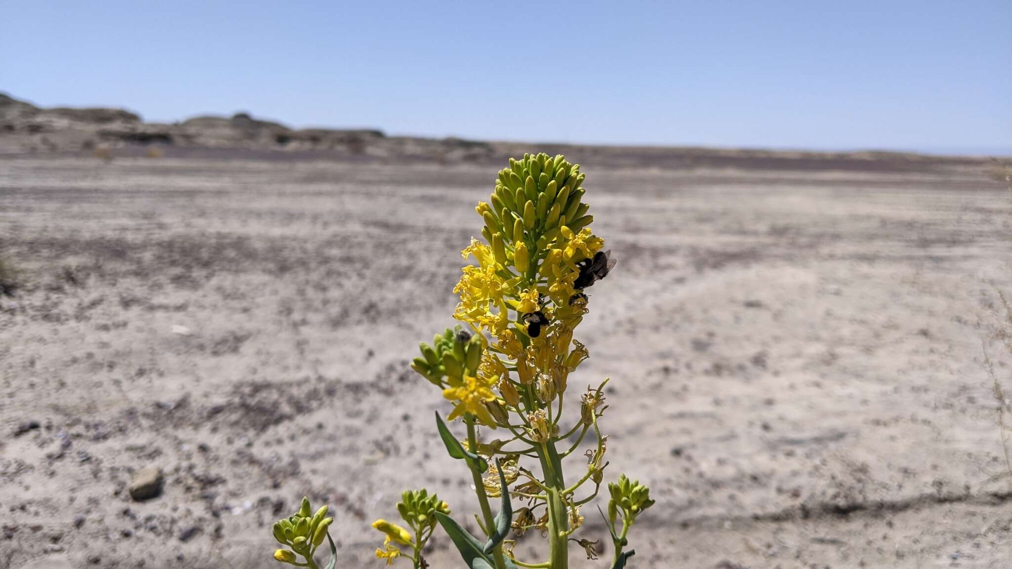 Plancia ëd Thelypodiopsis aurea (Eastw.) Rydb.