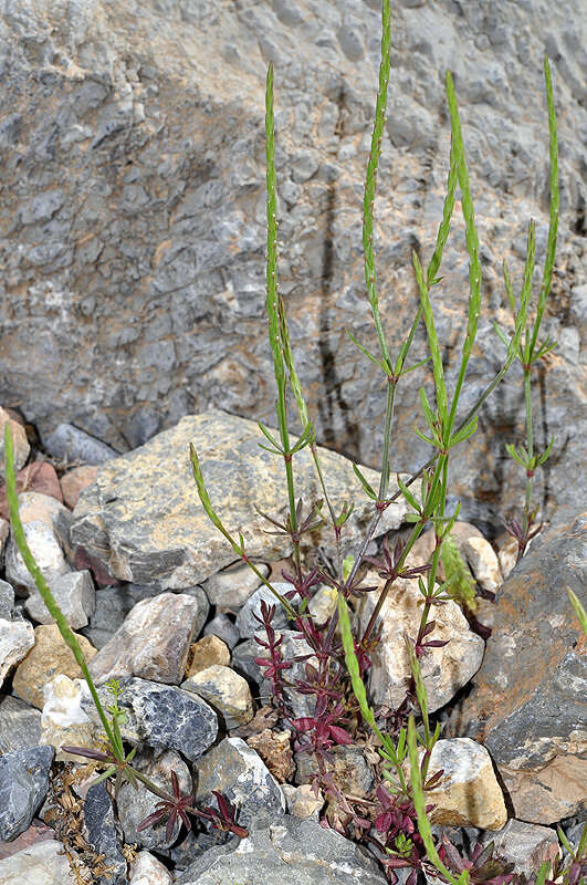 Image of Crucianella latifolia L.