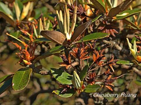 صورة Rhododendron hyperythrum Hayata