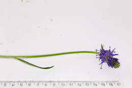 Image of Betony-leaved Rampion