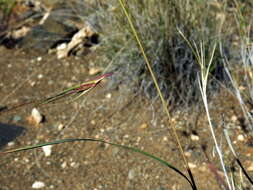 Image of Red grass