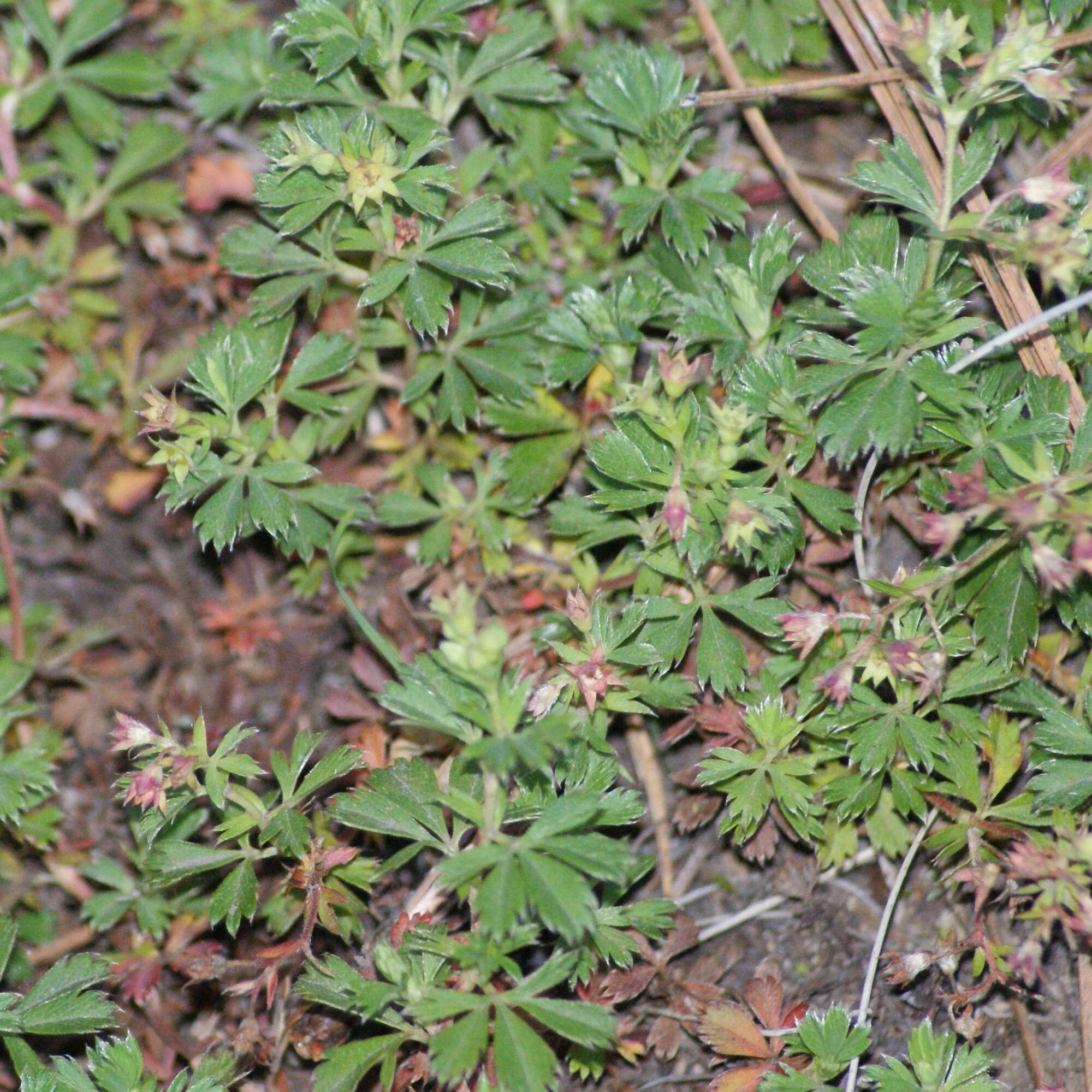 Plancia ëd Lachemilla procumbens (Rose) Rydb.