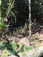 Imagem de Lactuca canadensis L.