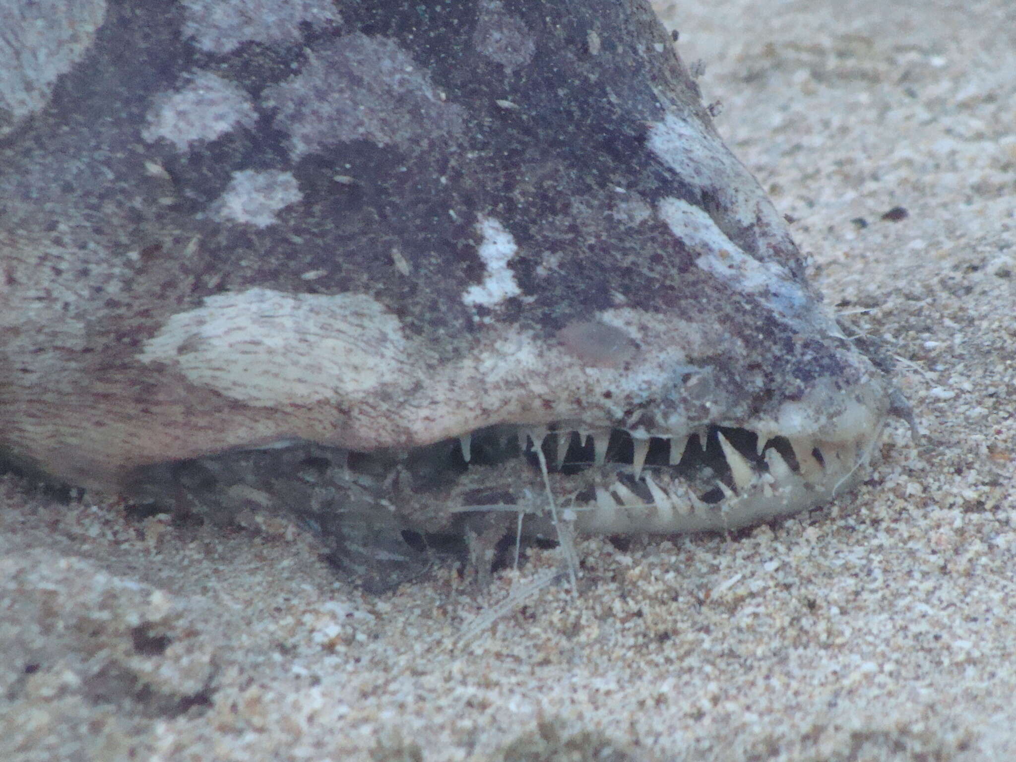 Image of Fangjaw eel