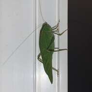 Image of California Angle-wing Katydid