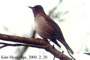 Image of Pale Thrush