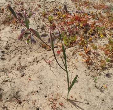 Image of Gladiolus orchidiflorus Andrews