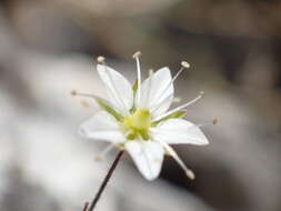 Imagem de Sabulina attica subsp. attica