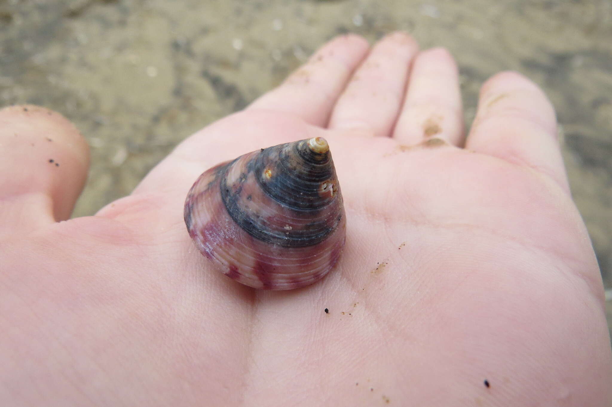 Sivun Calliostoma zizyphinum (Linnaeus 1758) kuva