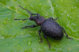 Imagem de Otiorhynchus (Otiolehus) tristis (Scopoli 1763)