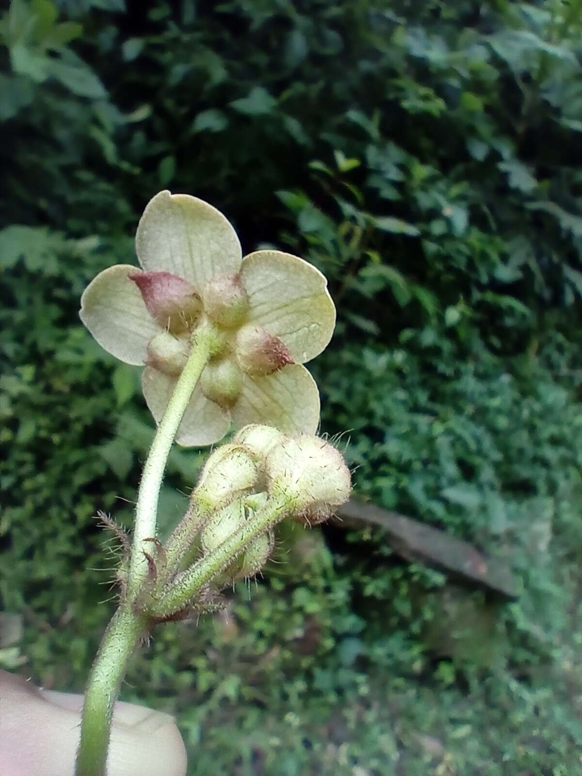 Image of Matelea velutina (Schltdl.) R. E. Woodson