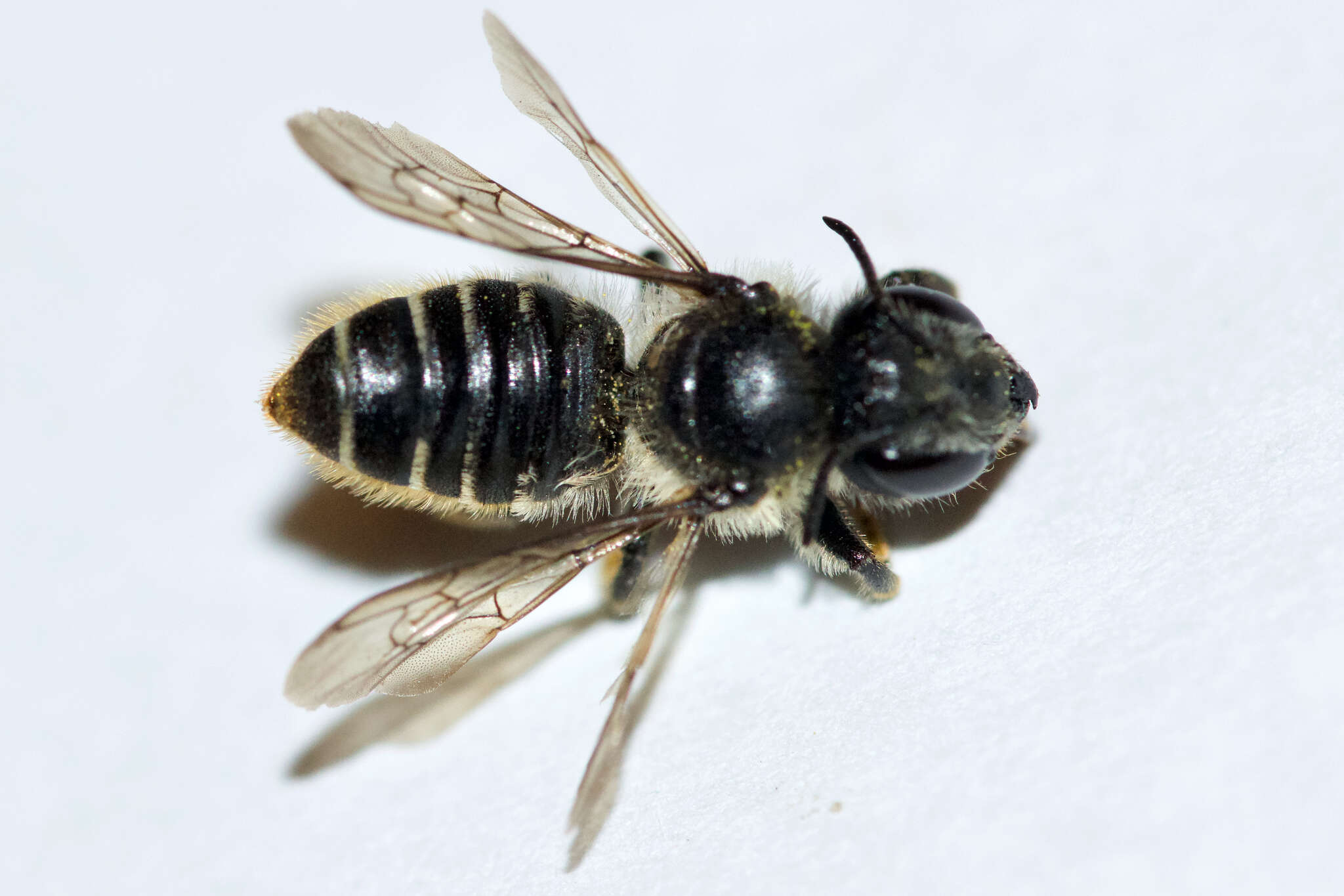 Image of Leafcutter bee