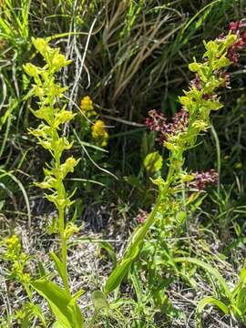 Image of Ballerina Orchid